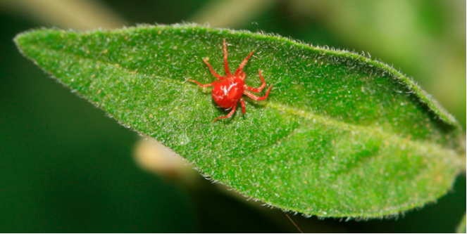 La araña roja es un ácaro que se alimenta de la savia de las plantas, causando manchas amarillas en las hojas 