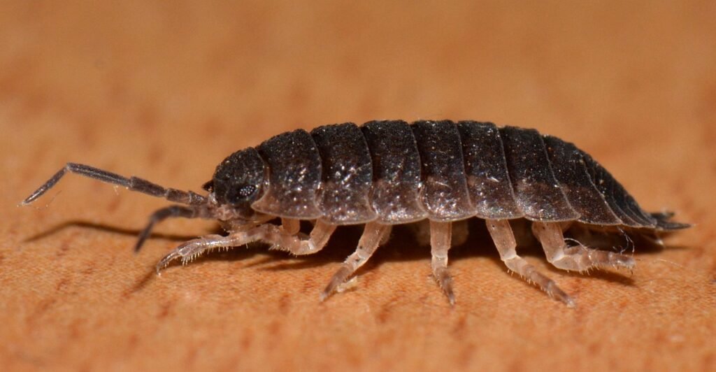 Las cochinillas son insectos que se adhieren a las hojas y tallos, succionando la savia de las plantas. Pueden causar debilidad en las plantas y, en algunos casos, la muerte de las mismas si no se controlan.