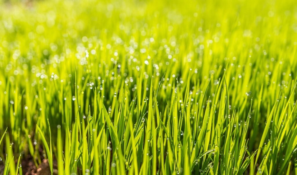 El riego es una parte crítica en el proceso de crecimiento del césped, especialmente durante la fase de germinación.
