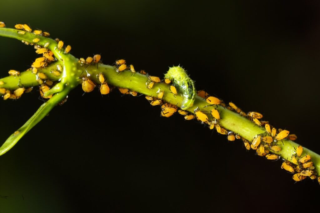 El cuidado de un jardín sostenible en casa no solo embellece tu espacio, sino que también contribuye a tu bienestar y al medio ambiente. 