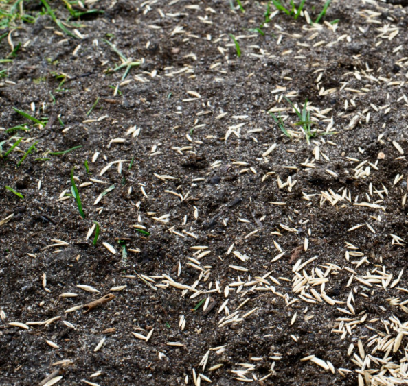 La siembra es el siguiente paso crucial. Aquí se deben seguir varias pautas para garantizar una distribución uniforme y la correcta germinación.