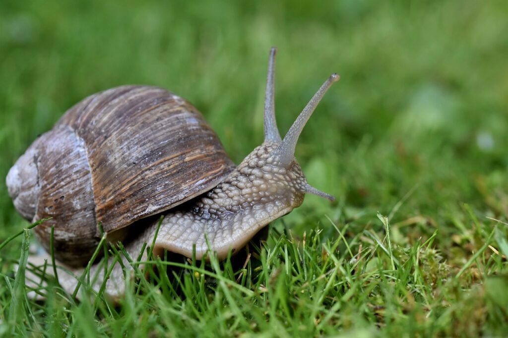 Aproximadamente 4-6 semanas después de la siembra, aplica un fertilizante específico para césped de crecimiento temprano para ayudar a las plantas jóvenes a desarrollarse más rápido y establecer un sistema de raíces fuerte.