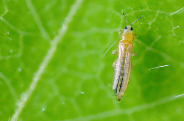 Los trips son insectos muy pequeños que pueden causar daños significativos a las plantas al alimentarse de las hojas y flores. Su presencia puede ser difícil de detectar hasta que el daño es evidente.